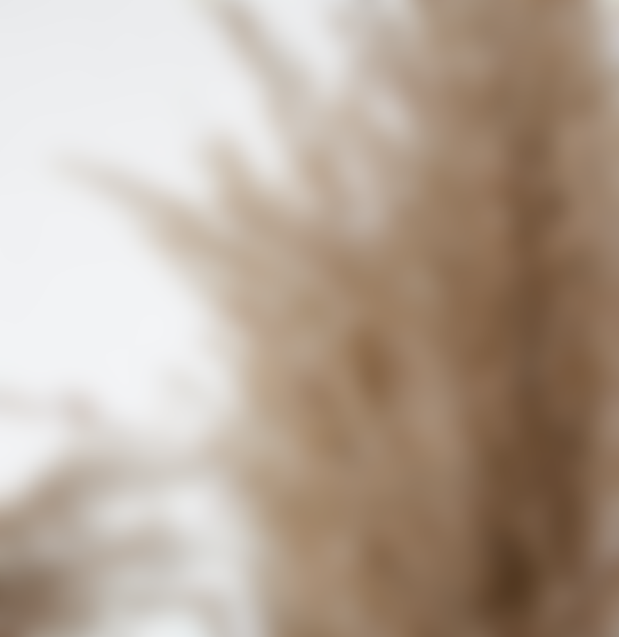 Little Deer Tall Natural Brown Wide Cortaderia Pampas Grass