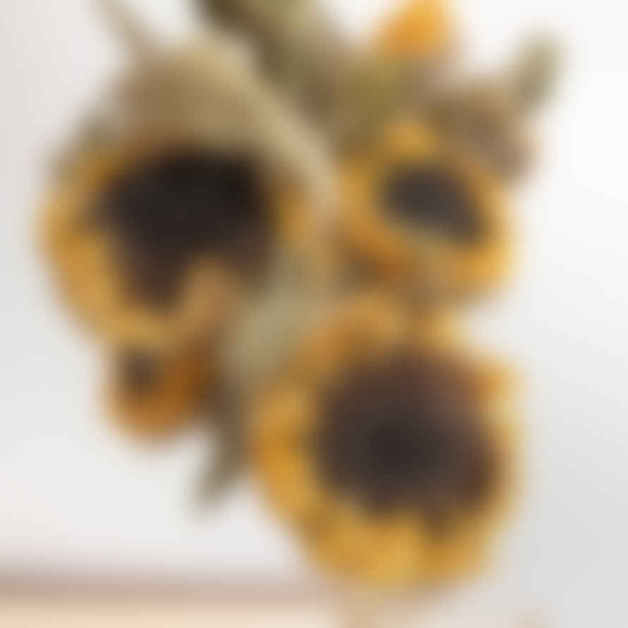 Little Deer Natural Dried Sunflowers Helianthus