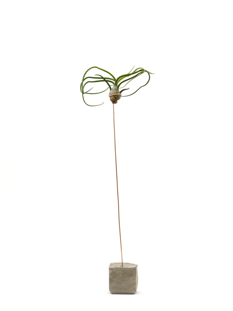 Cuemars Bulbosa Air Plant Holder