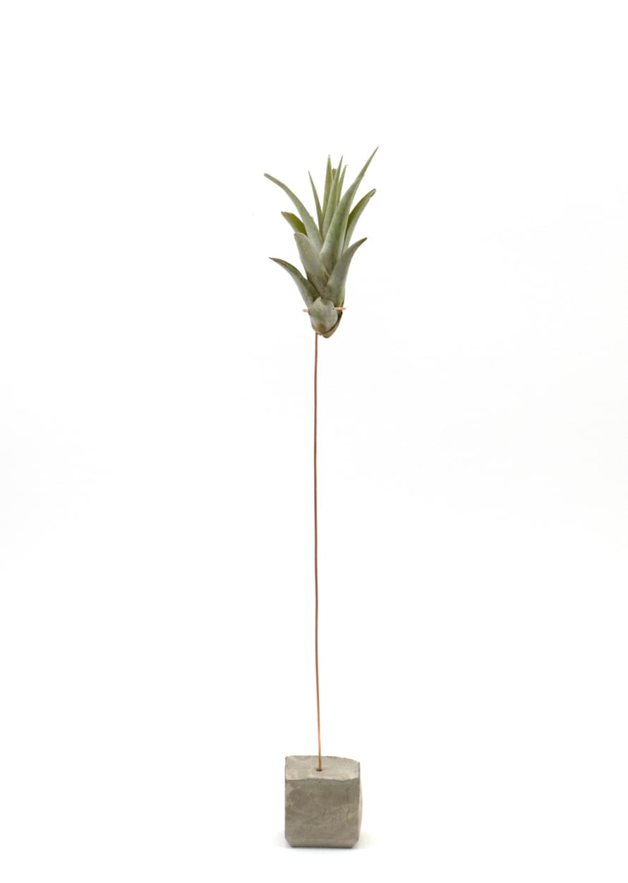 Cuemars Capitata Peach Air Plant Concrete