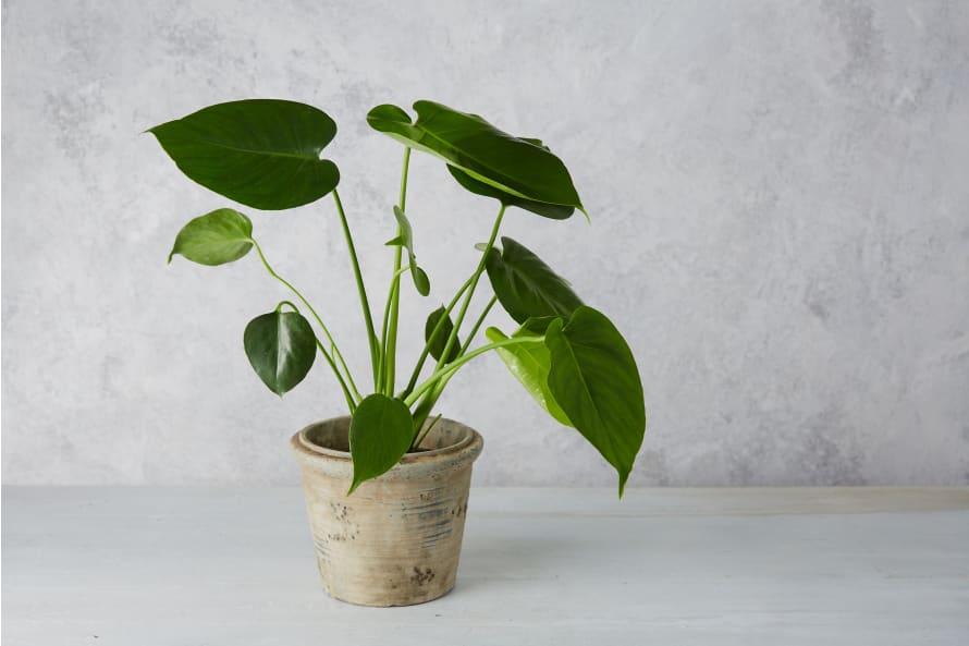 Forest Small Monstera House Plant