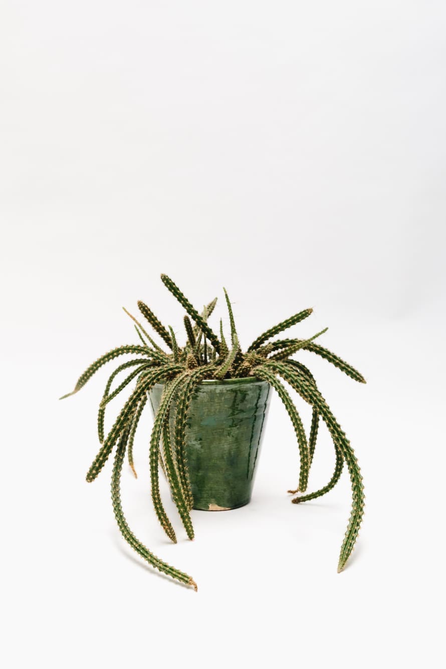 Forest Trailing Rat Tail Cactus House Plant