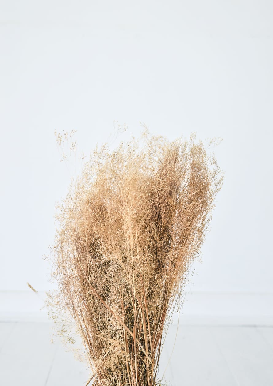 Little Deer Natural Flowering Cloud Grass