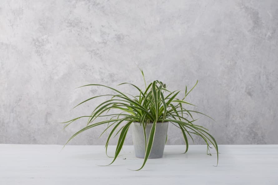 Forest Spider Plant House Plant