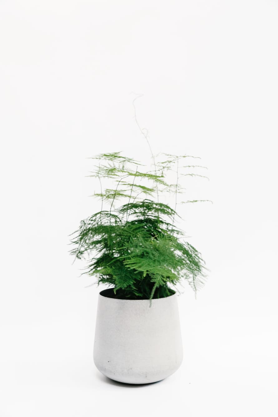 Forest Asparagus Fern House Plant