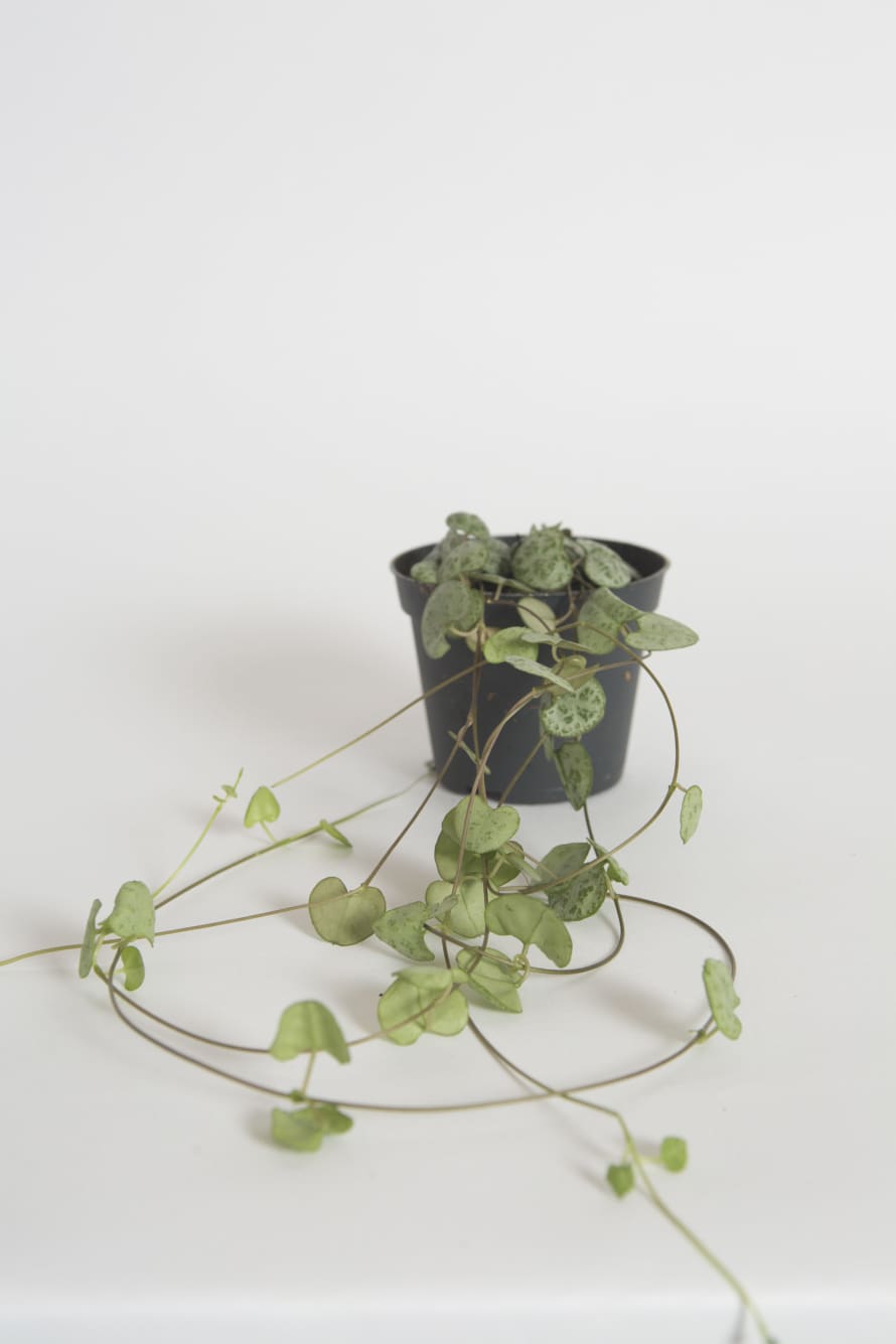 Bush Bristol Ceropegia Woodii String of Hearts Plant