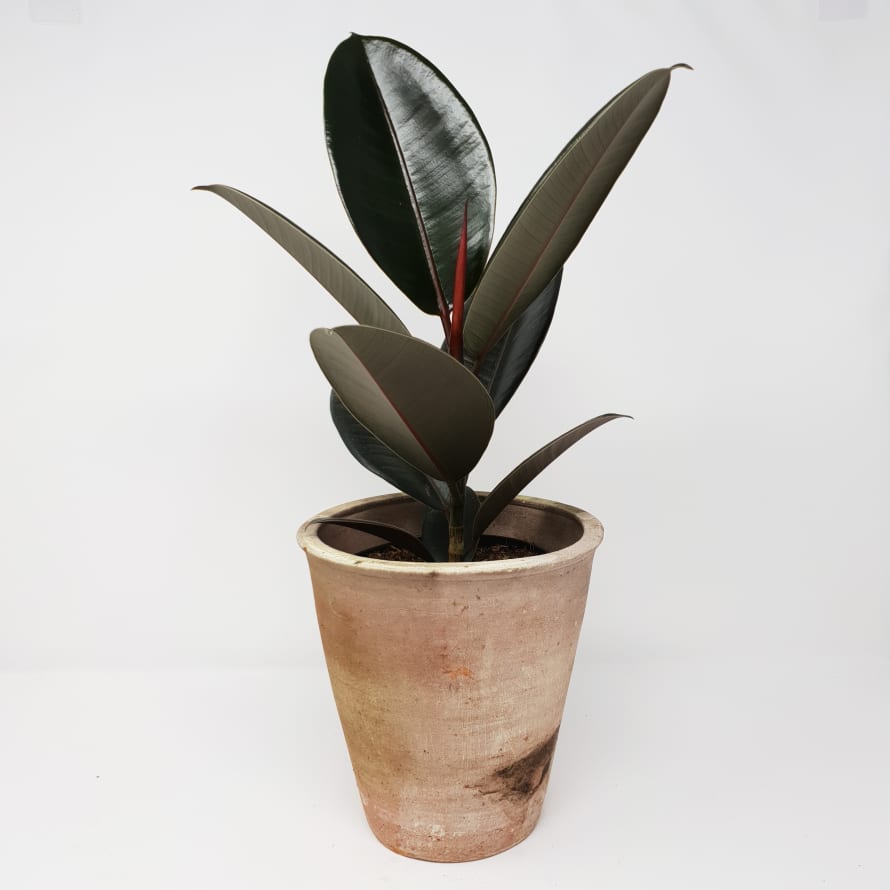 Forest Ficus Elastica Abidjan House Plant