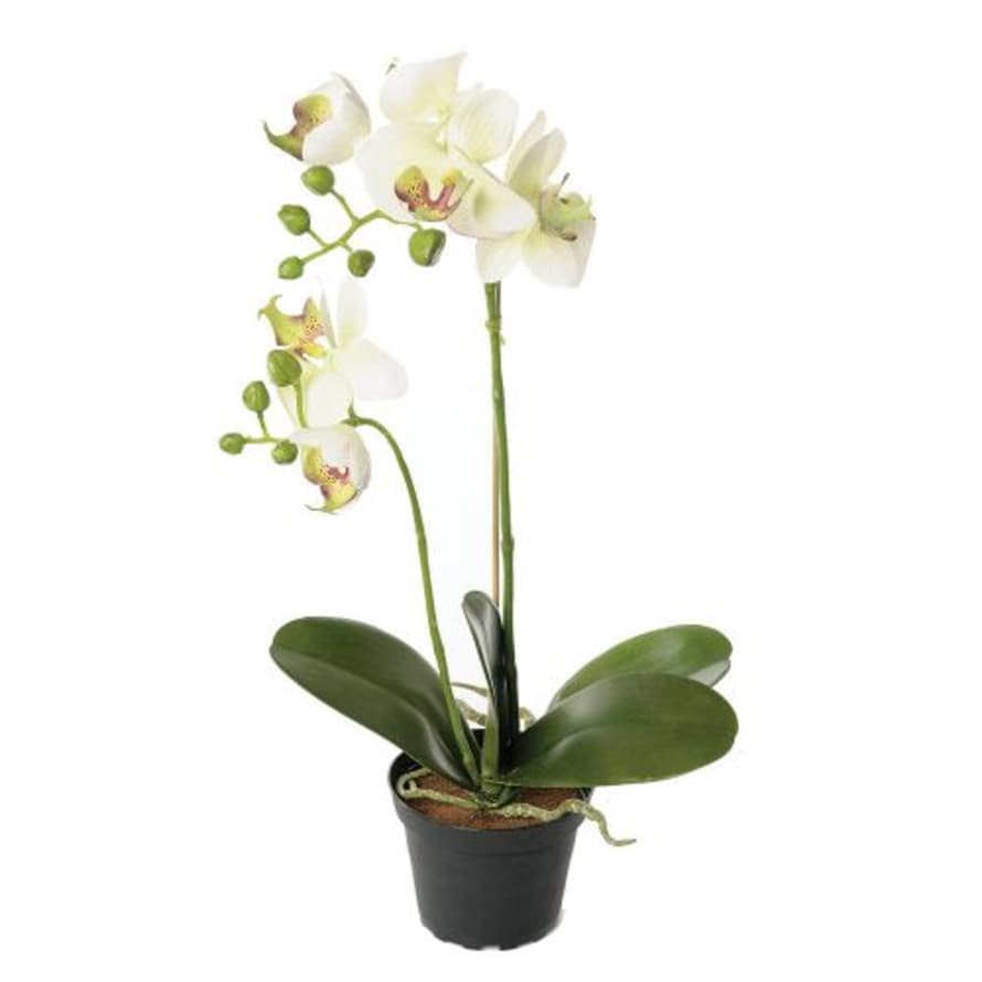 Grand Illusions Faux Very Realistic Off White Orchid In Pot