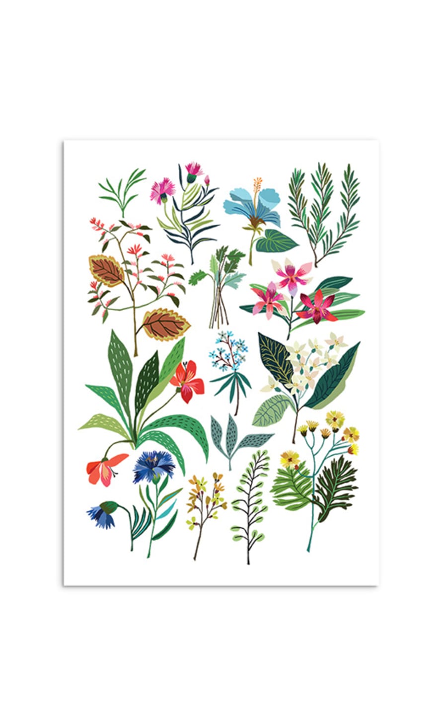 Brie Harrison   A3 Summer Plant Study Art Print