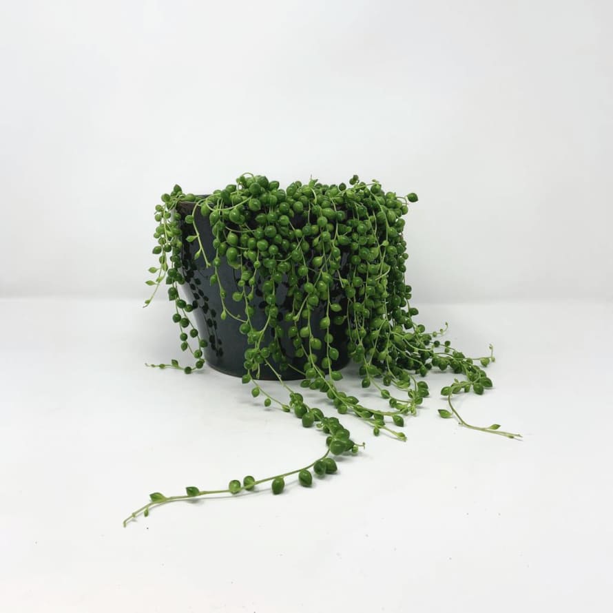 Large String Of Pearls House Plant