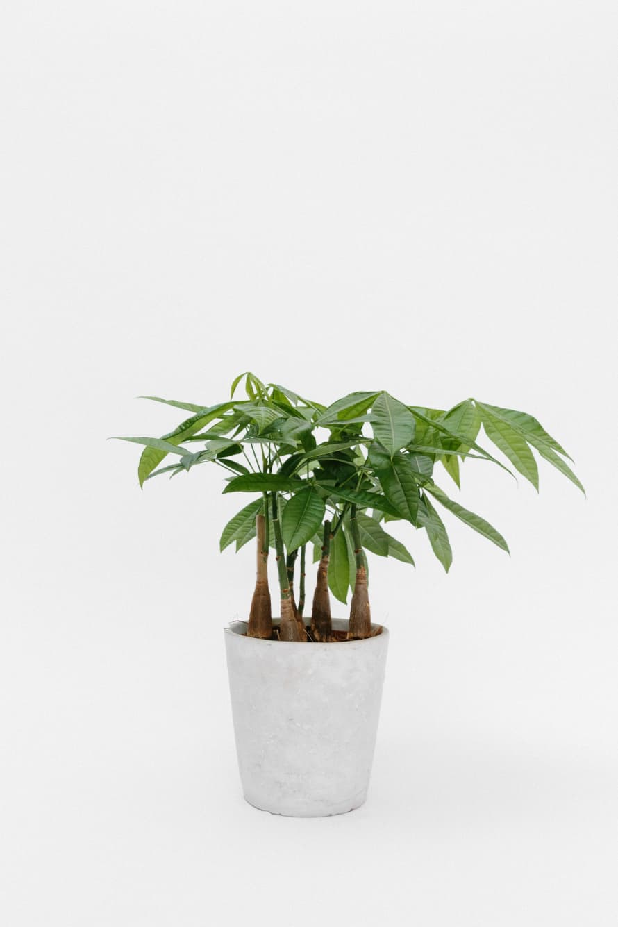 Forest Pachira Aquatica House Plant