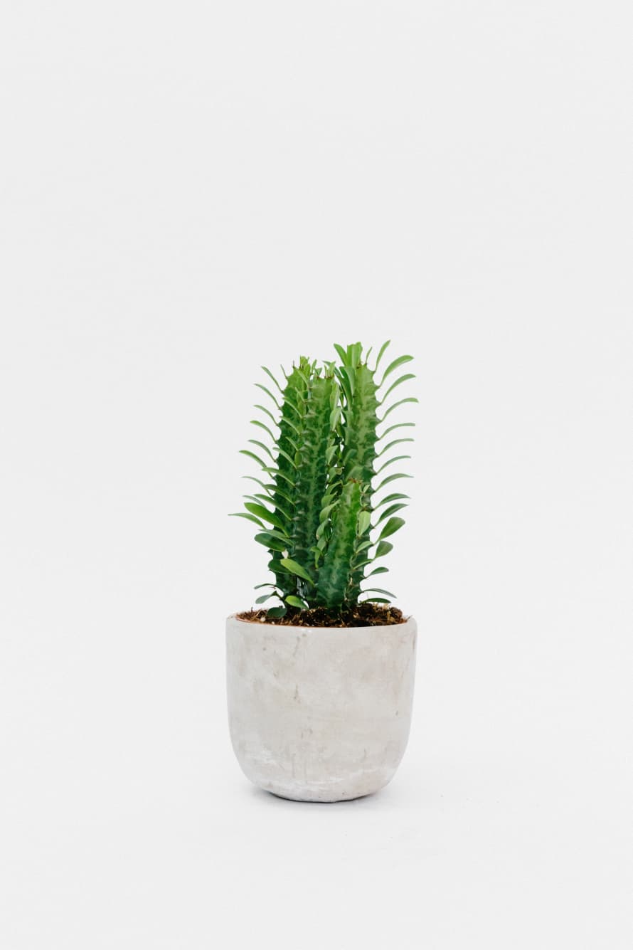 Forest Euphorbia Trigona House Plant