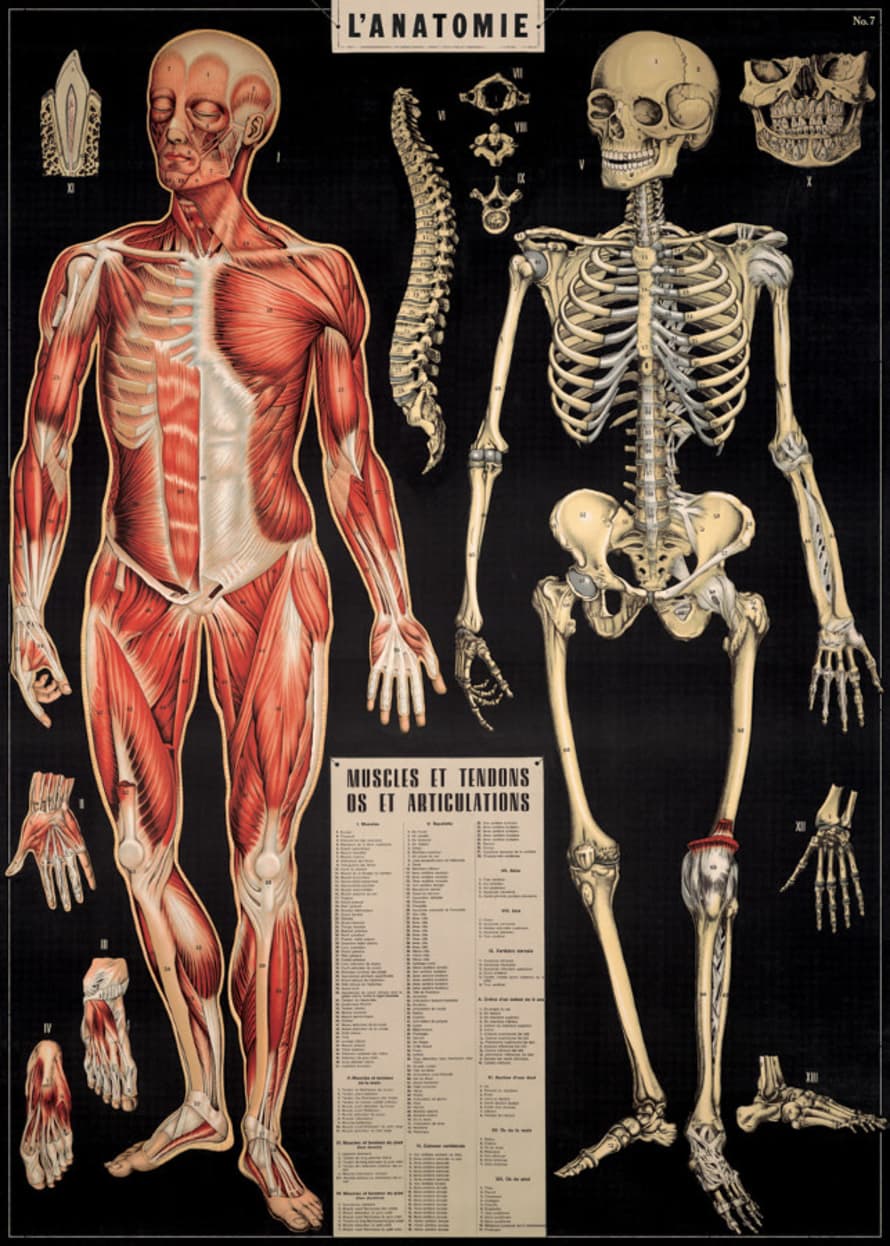 Cavallini & Co Anatomy Poster