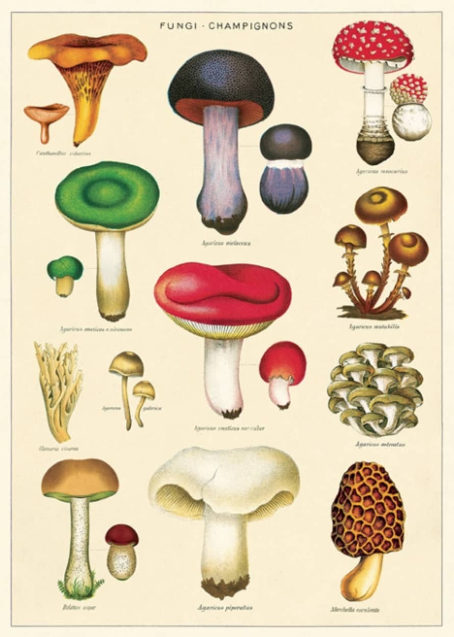 Cavallini & Co Mushrooms 2 Poster
