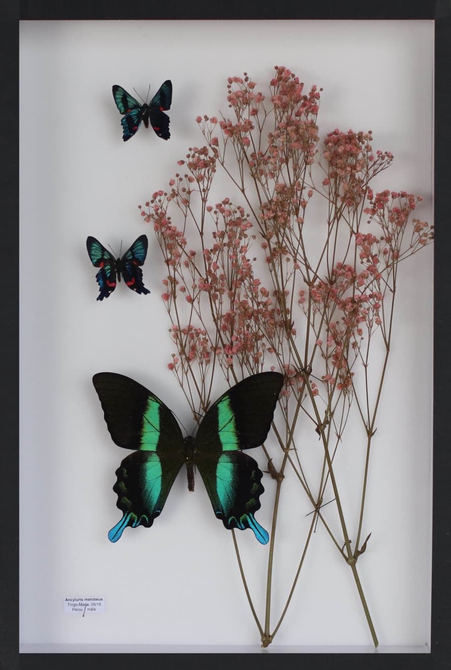 Adelaide Avril Explorations 3 BURTERFLY  (ANCYLURIS MELOBEUS+2)  & ORANGE GYPSOPHILIA