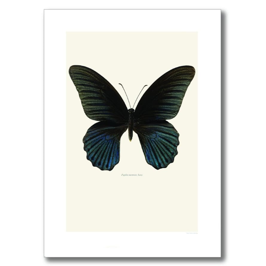 Liljebergs 30 x 40cm Black Great Mormon Butterfly Print