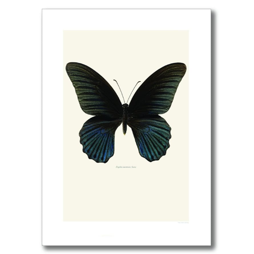 Liljebergs 50 x 70cm Black Great Mormon Butterfly Print