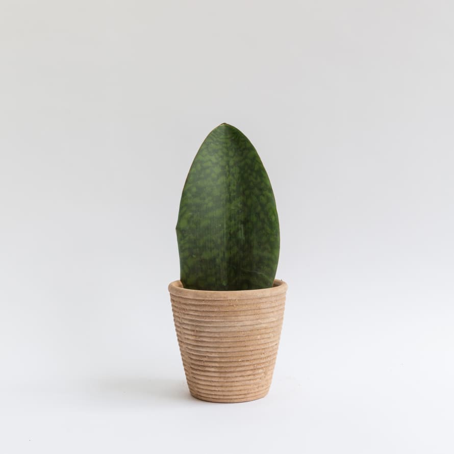 Forest Sansevieria Masoniana Victoria House Plant