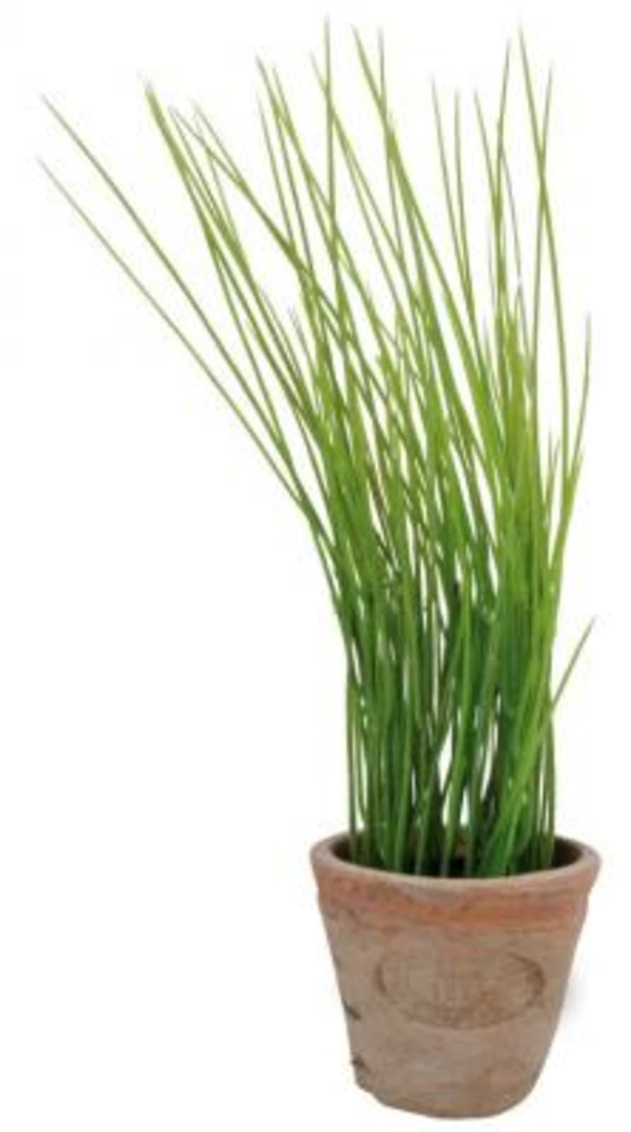 Fallen Fruits Small Green Artificial Chives In Aged Terracotta Pot