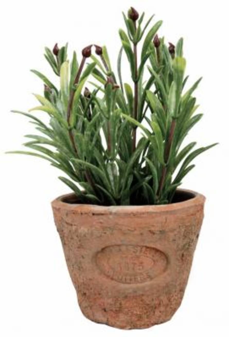 Fallen Fruits Small Artificial Rosemary In Aged Terracotta Pot