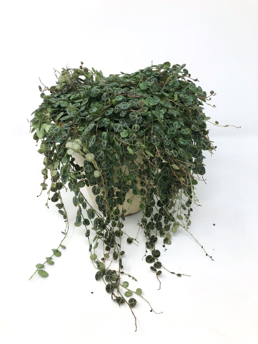 Forest Peperomia Prostrata House Plant