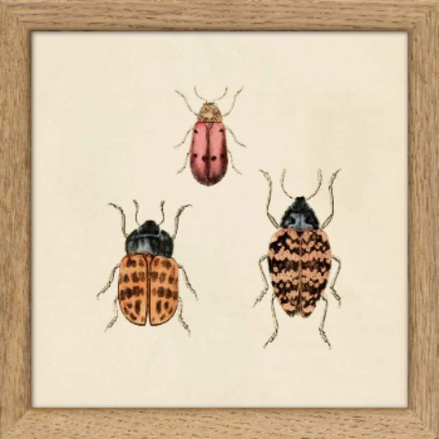 TheDybdahl Co. SQ063 Insects Print in Frame