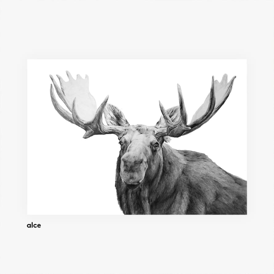 casa atlantica Moose - Animal illustrations poster A3