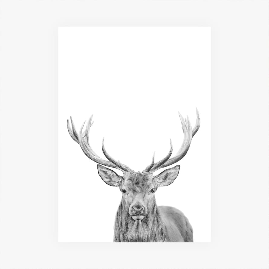 casa atlantica Deer - Animal illustrations poster A3