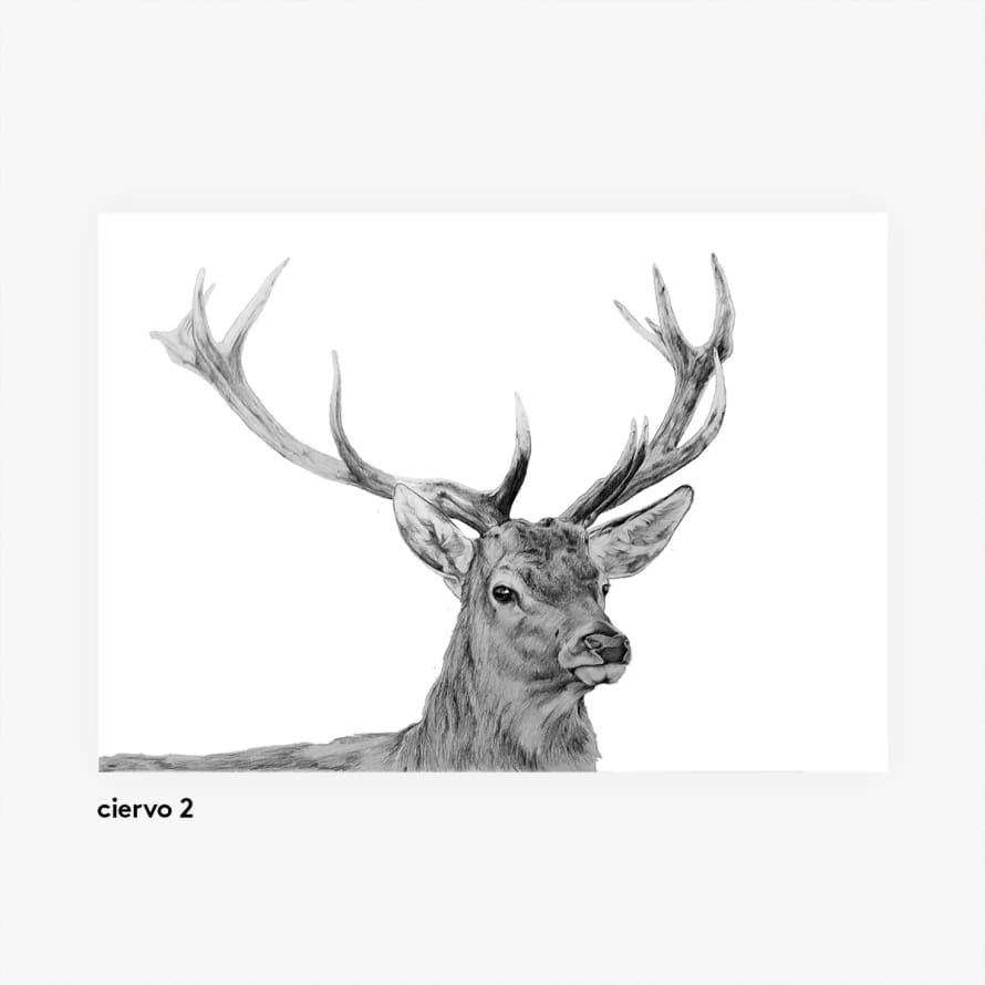 casa atlantica Deer 2 - Animal illustrations poster A3