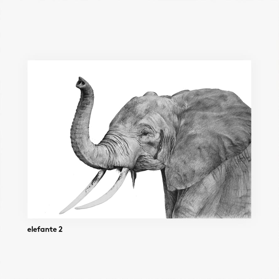 casa atlantica Elefant 2 - Animal illustrations poster A3