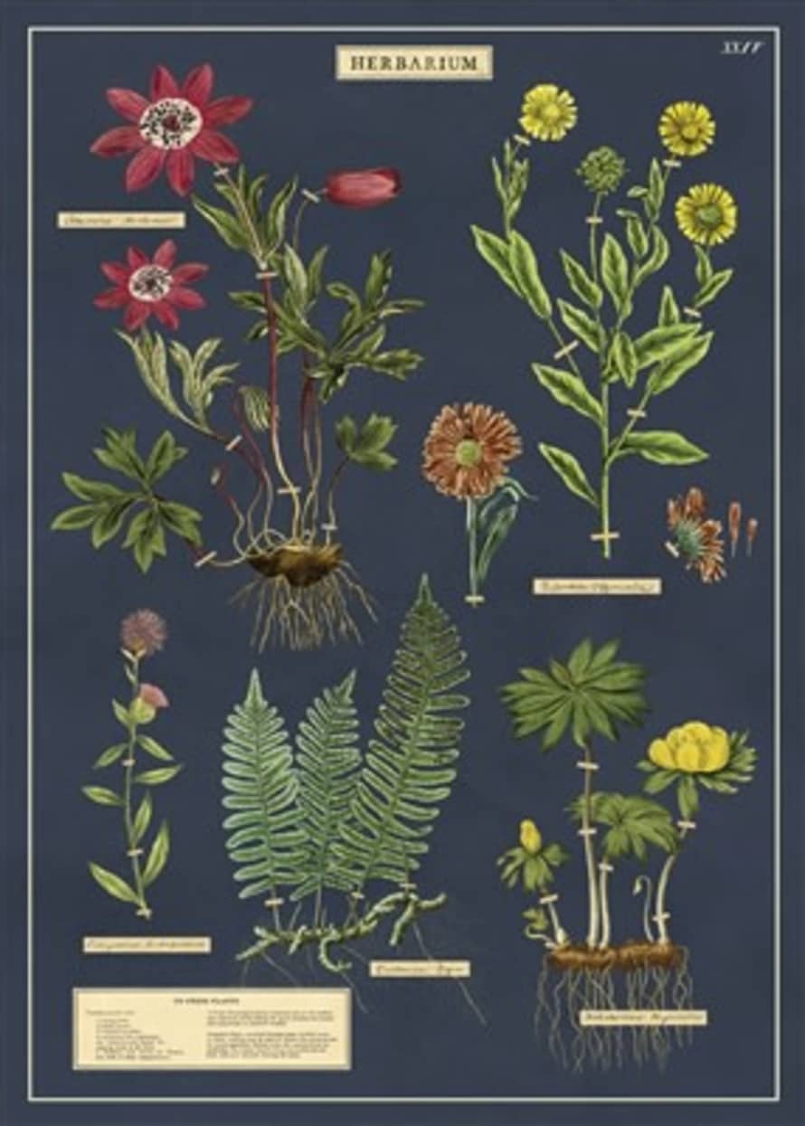 Cavallini & Co Herbarium Poster