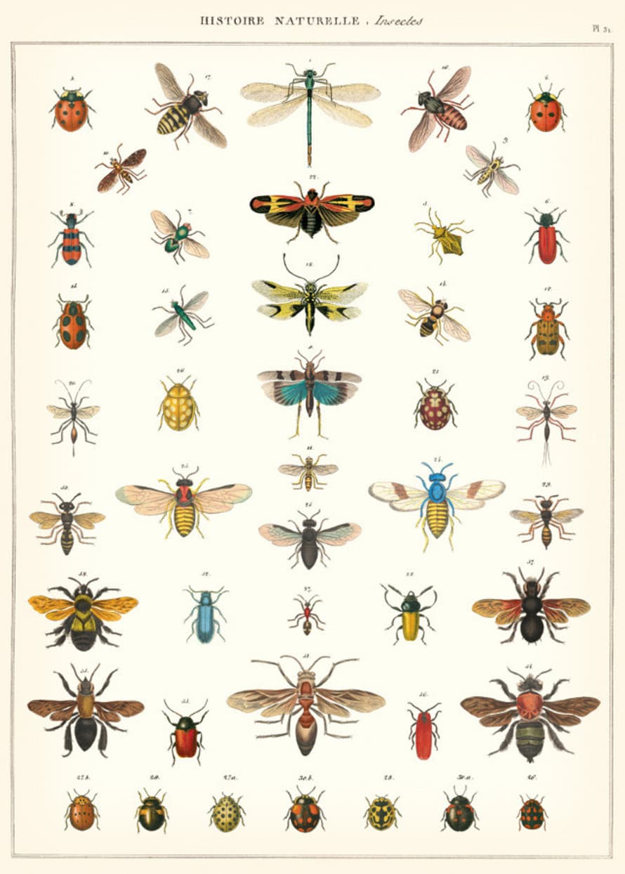 Cavallini & Co Natural History Insects Poster