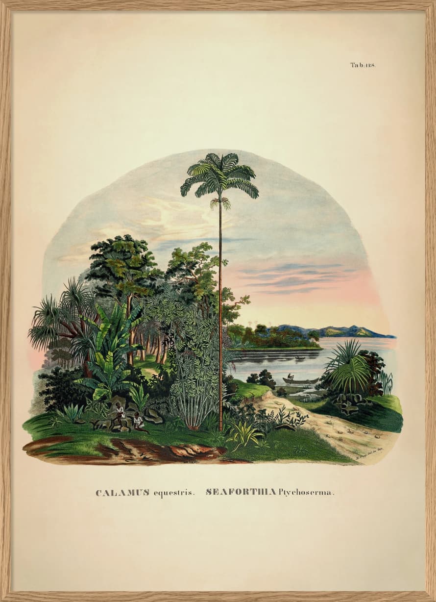 TheDybdahl Co. Calamus Seaforthia Poster