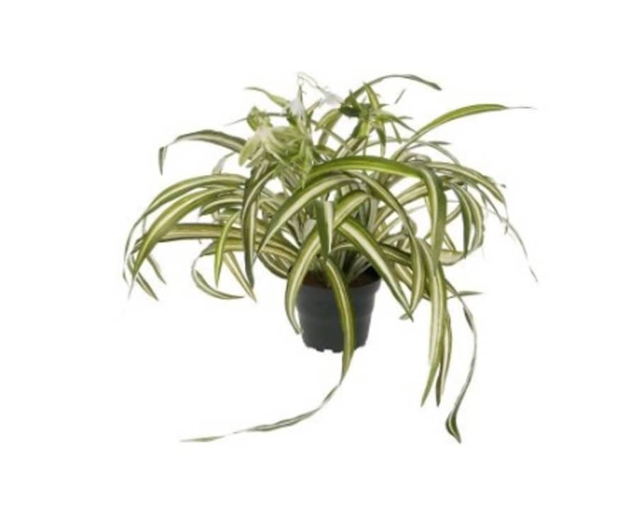 Grand Illusions Faux Spider Plant in a Pot 