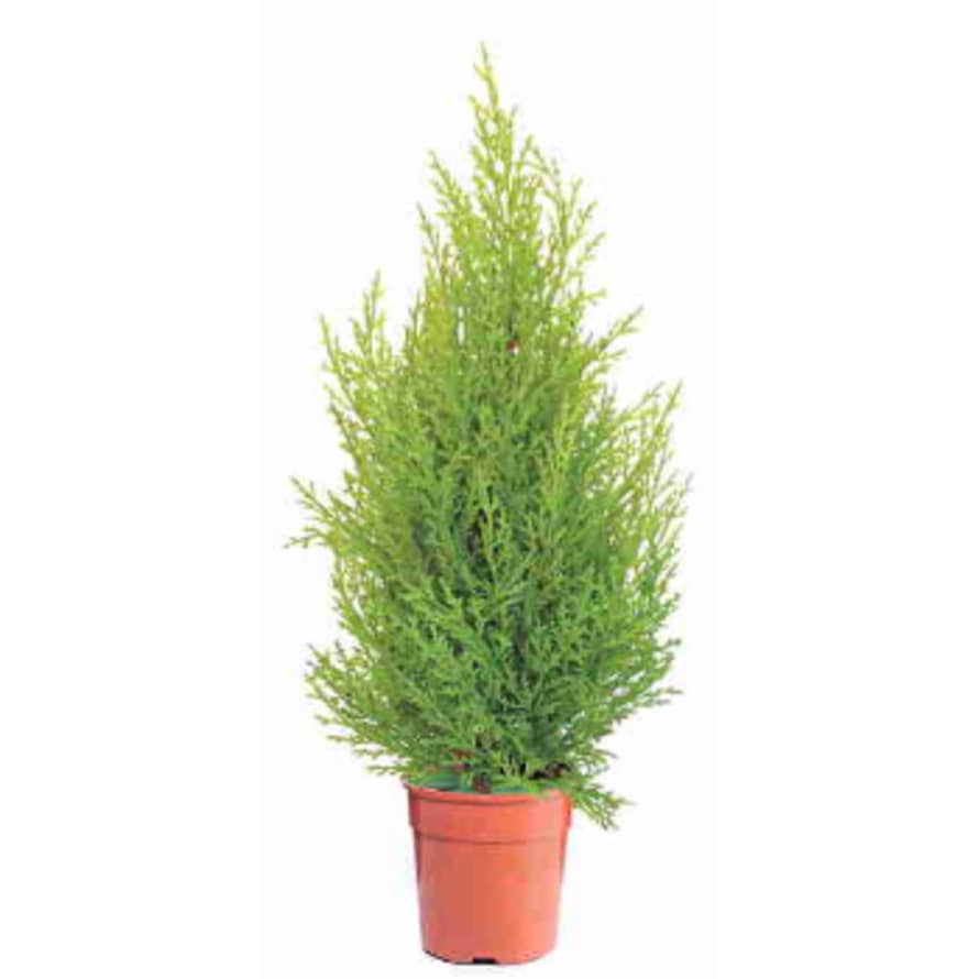 Dröm Collection Artificial juniper with plastic pot 55 cm