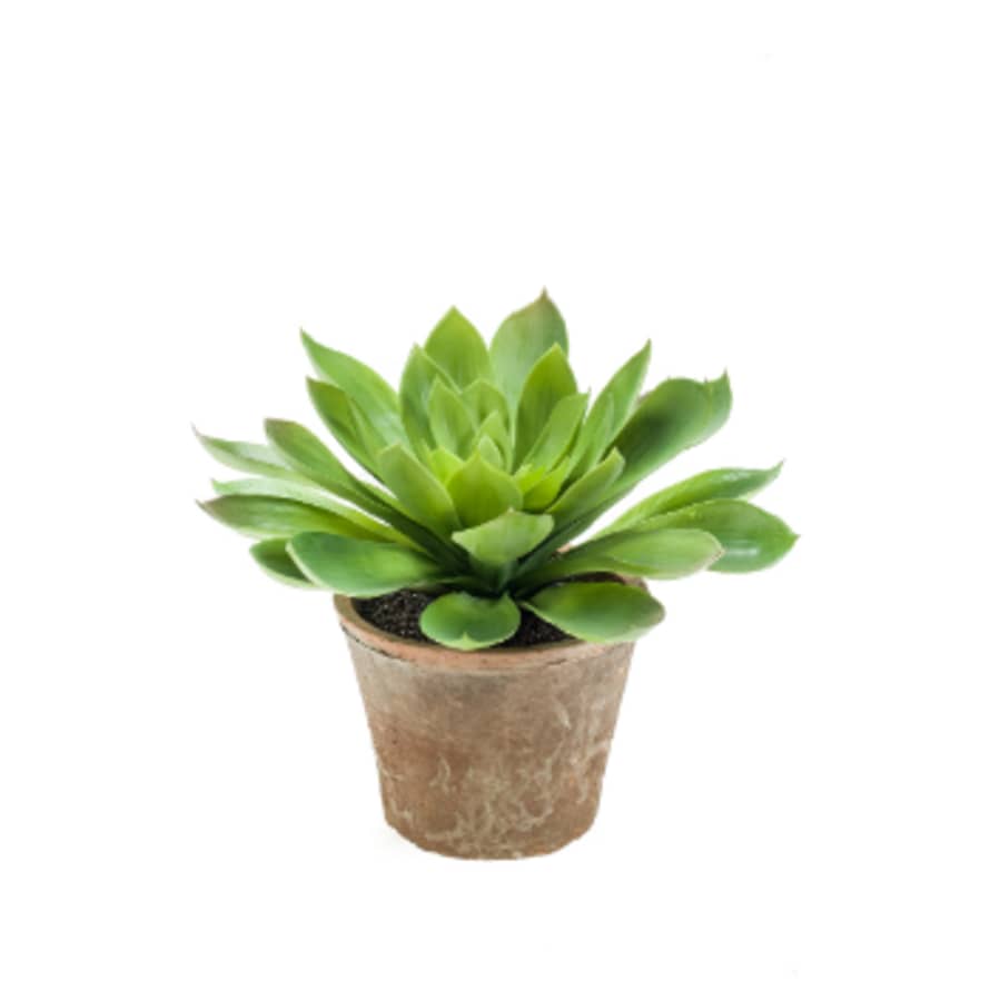 Dröm Collection Artificial cactus with clay pot 30xh27 cm