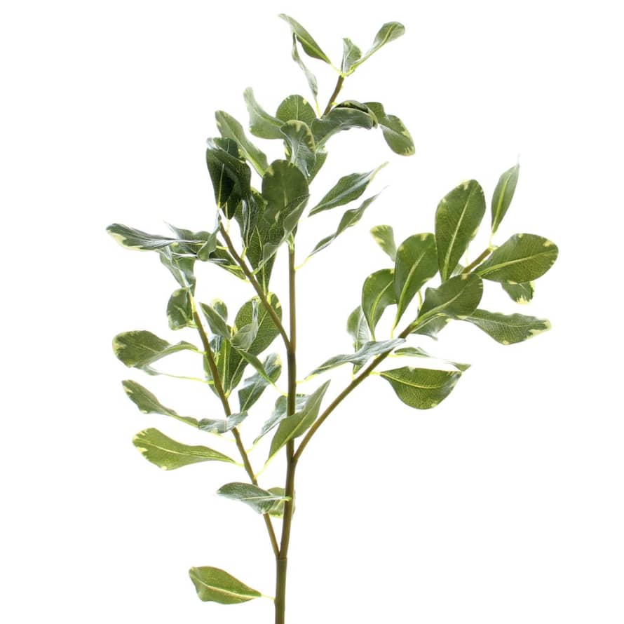 Or & Wonder Collection Green Pittosporum Leaf 65cm Faux Stem