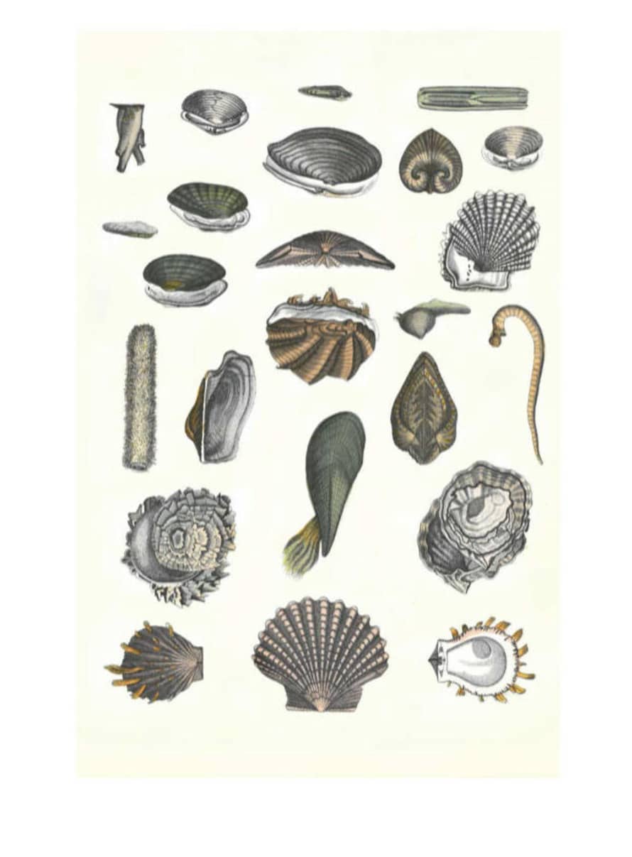 Designfirman Vintage illustration Seashells Print