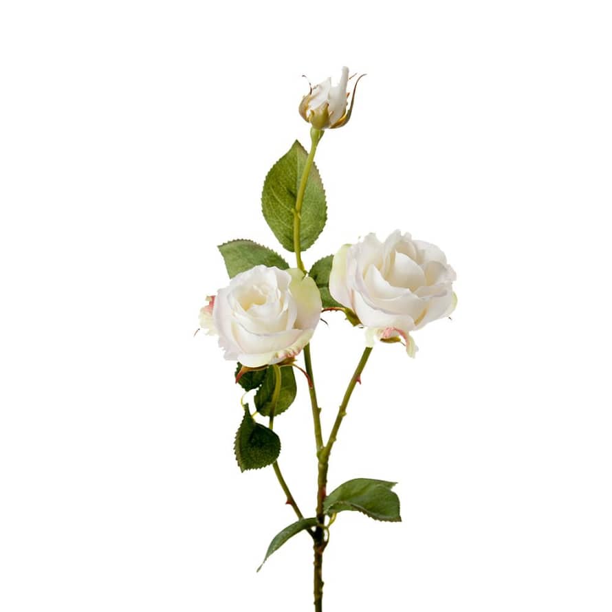 Grand Illusions English White Rose
