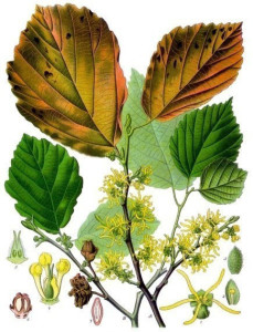 Witch Hazel