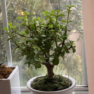 Elephant Bush bonsai
