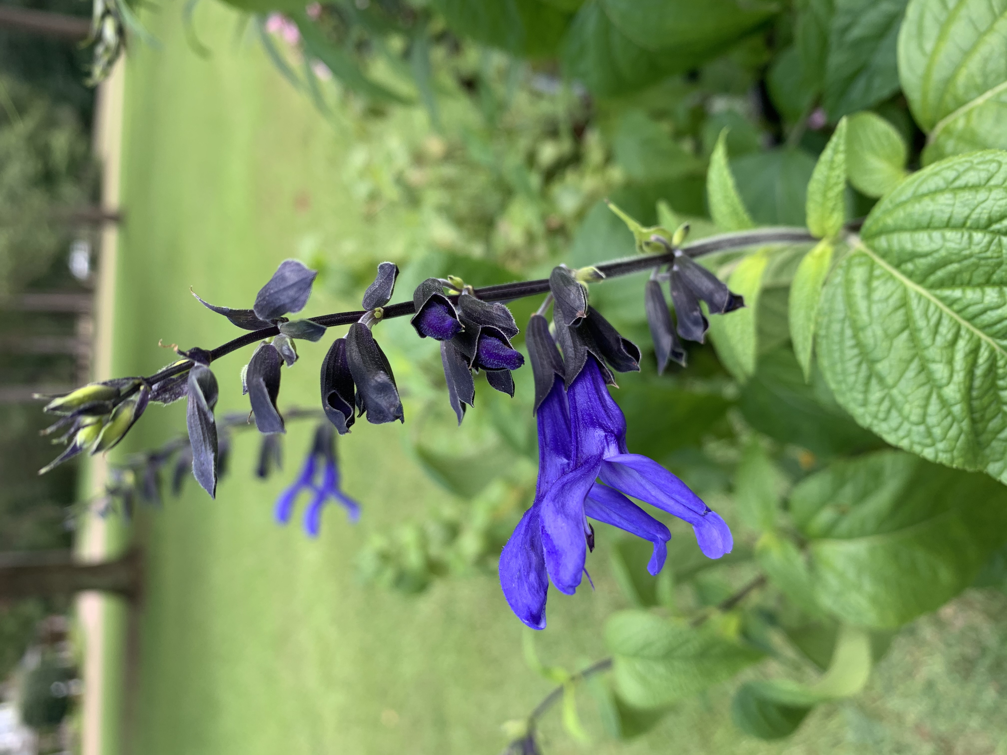 Salvia guaranitica 'Black and blue'