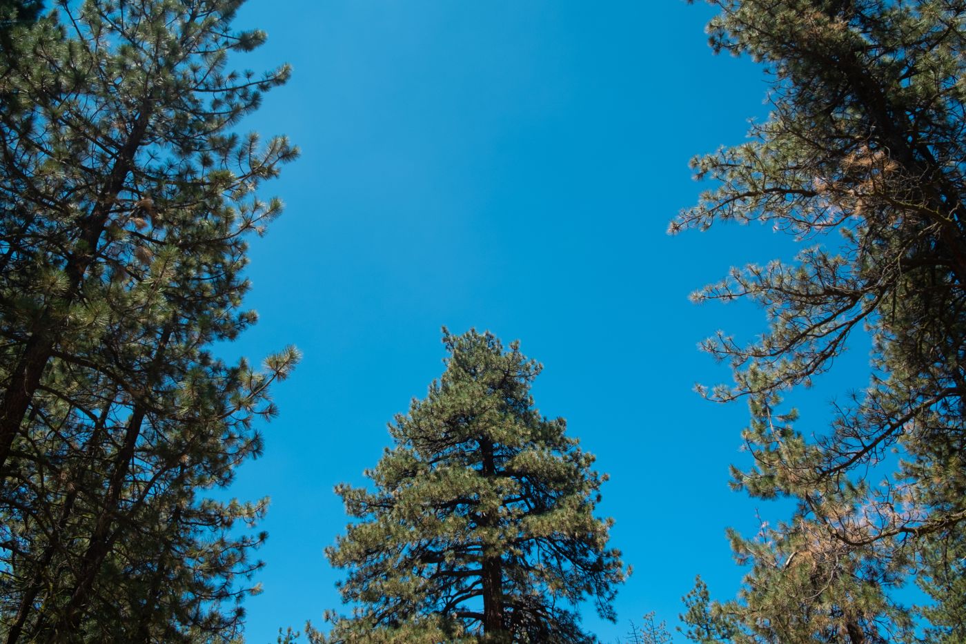 Jeffery Pine Tree with sky in day time