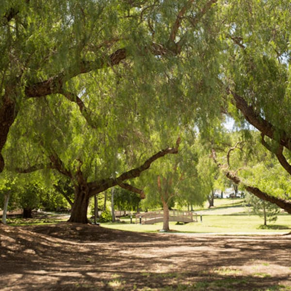 Grove of peppertrees