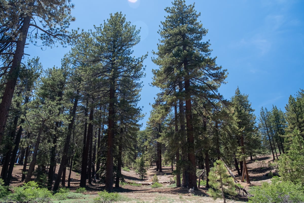 Trees near the start of the trail