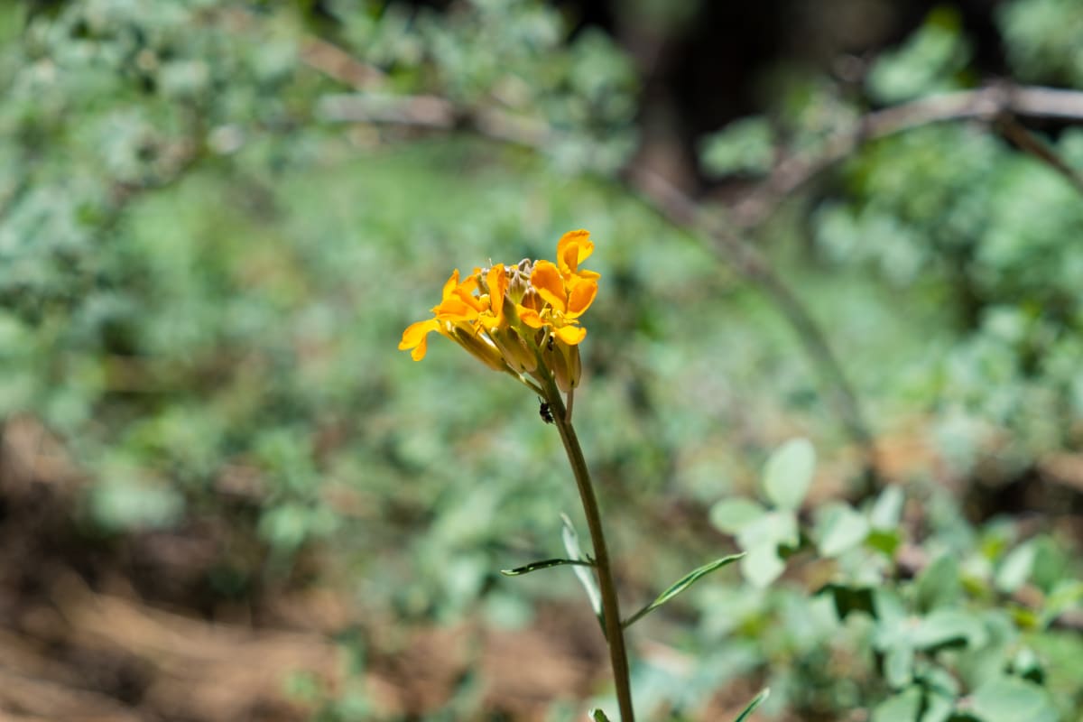 A Western Wallflower