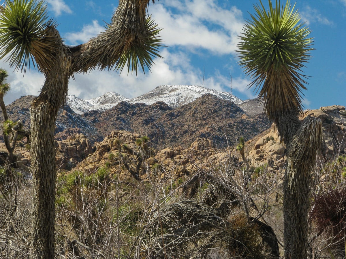 Photo of Joshua Tree in Winter