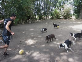 Working as a student at dogsclub