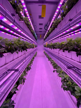 Urban Harvest - HR picture 