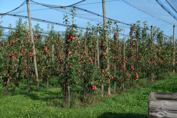 Jobmogelijkheden bij Proefcentrum fruitteelt vzw